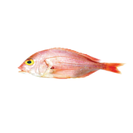 Angola dentex - Lorpex Fish