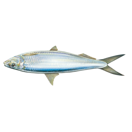 Round sardinella